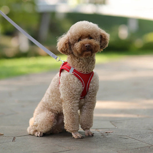 Harness Walk Kit - FREE SHIPPING